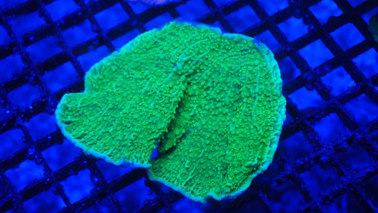 Ultra Green Monti Coral