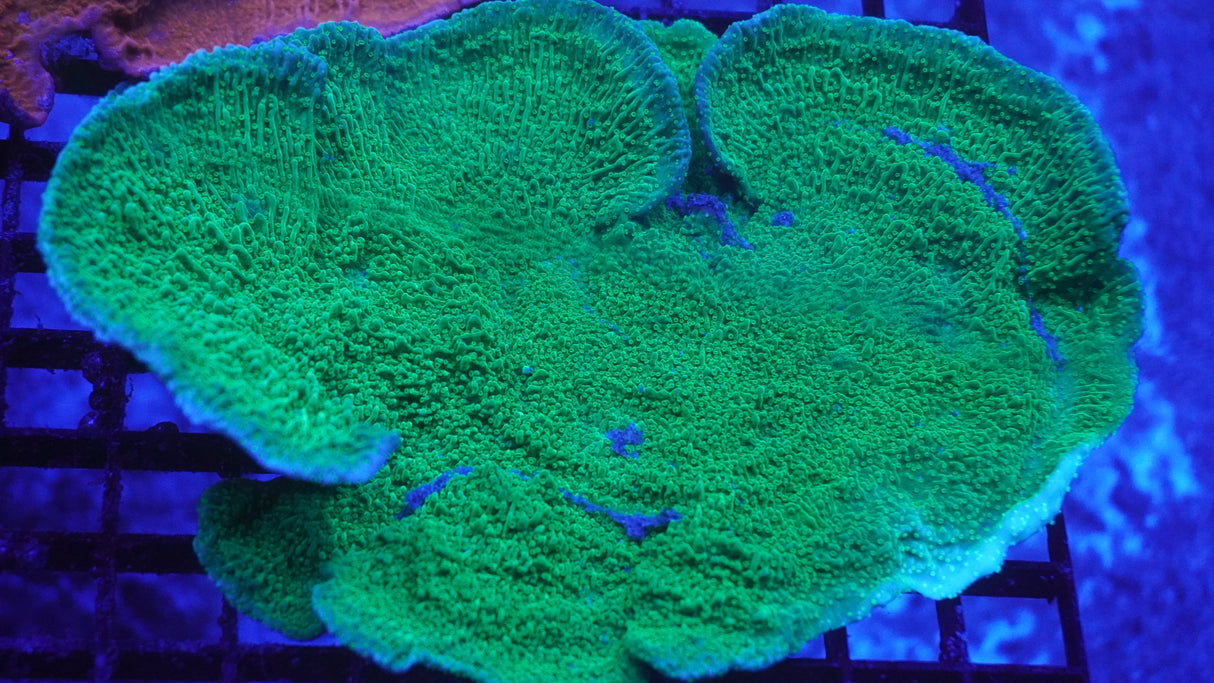 XL Green Monti Coral