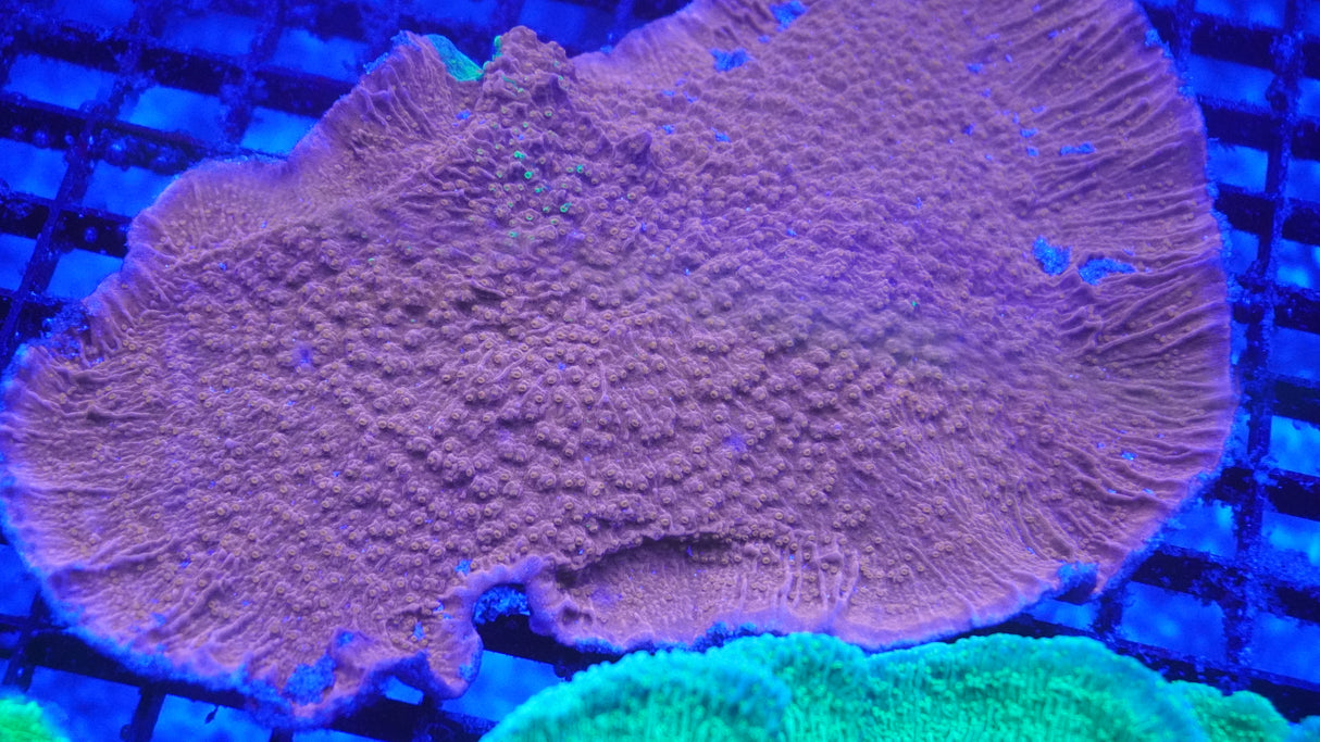 XL Ultra Red Monti Coral