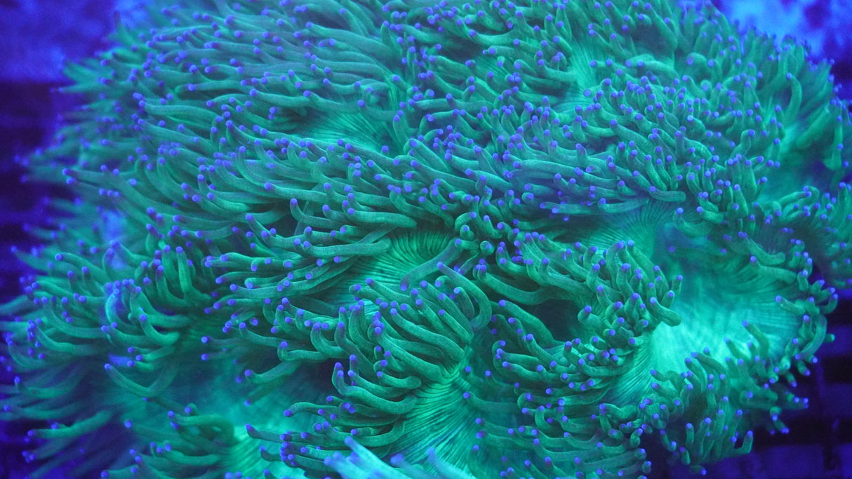 Hyper Blue Tip Elegance Coral