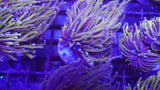 Wolverine Torch coral