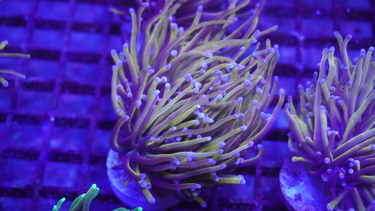 Wolverine Torch coral