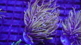 Wolverine Torch coral