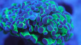 Hologram Hammer Coral