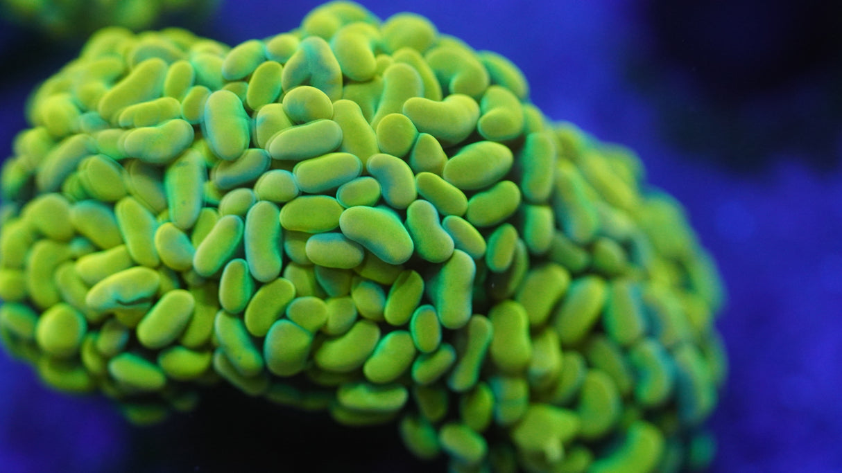 Yellow Rainbow hammer coral