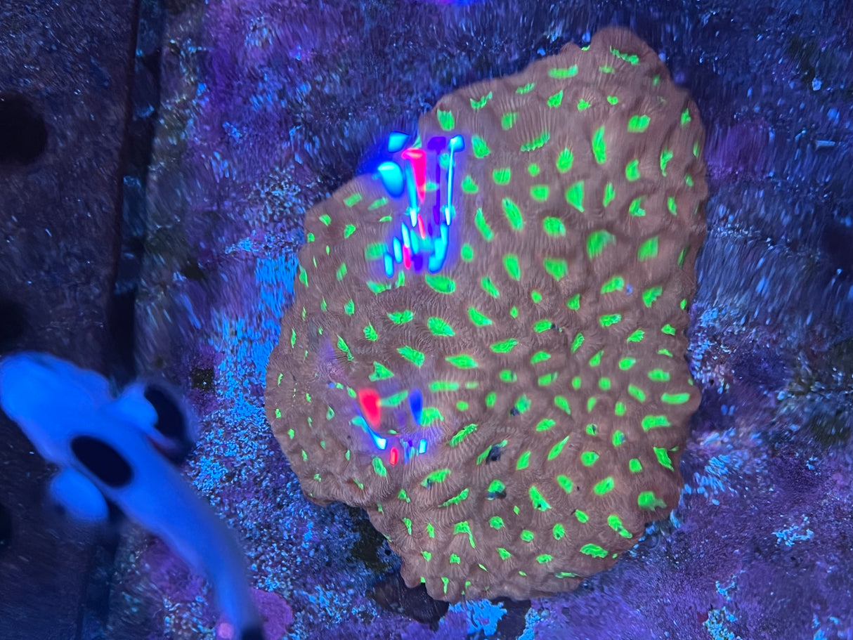 XL Maze Coral 6-7"