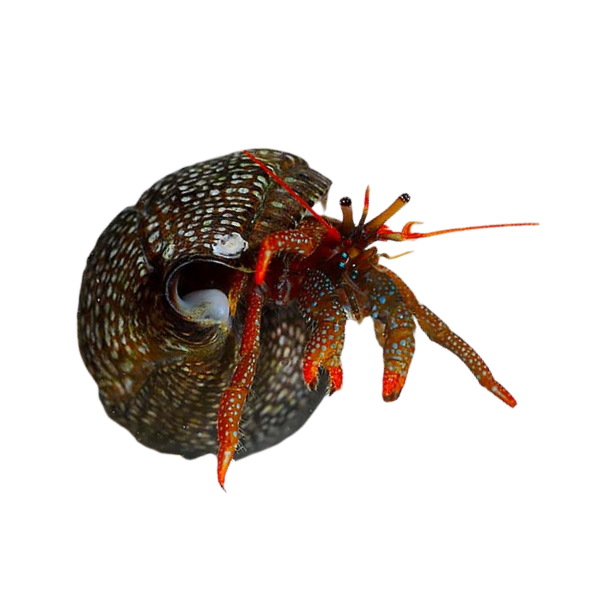 Red Legged Hermit Crab