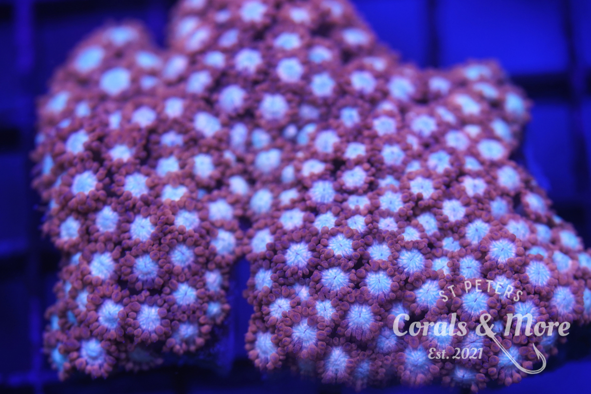 XL Red Alveopora Colony