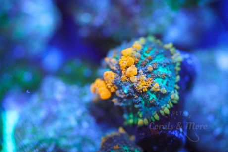 OG Bounce Mushrooms