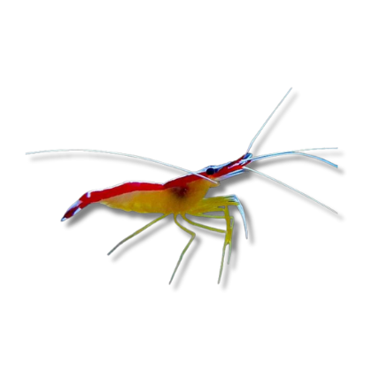 Skunk Cleaner Shrimp