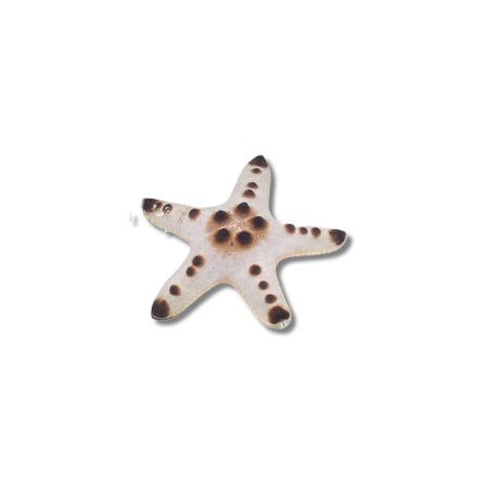 Chocolate Chip StarFish