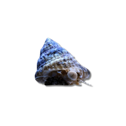 Astrea Snail