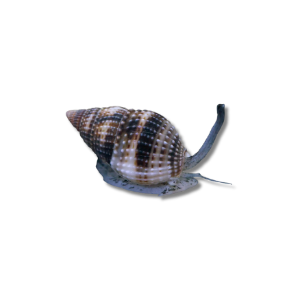 Nassarius Snail