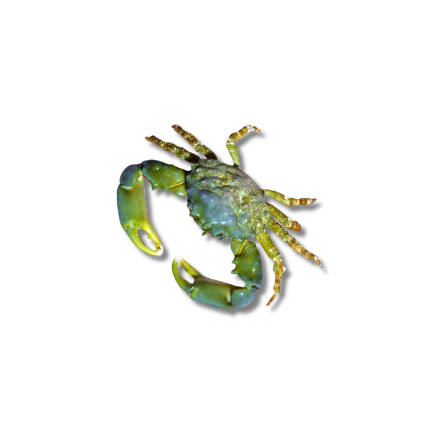 Emerald Crab