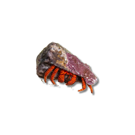 Halloween Hermit Crab