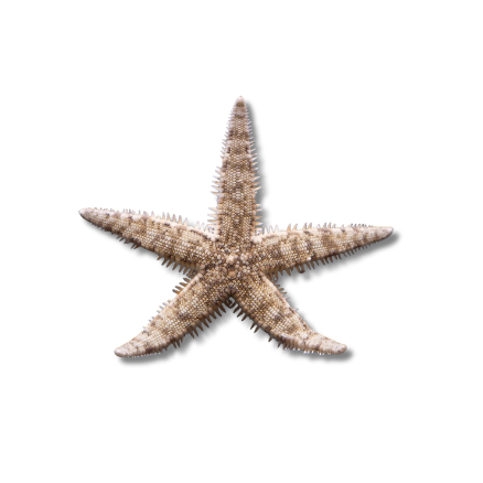 Sand Sifting Starfish