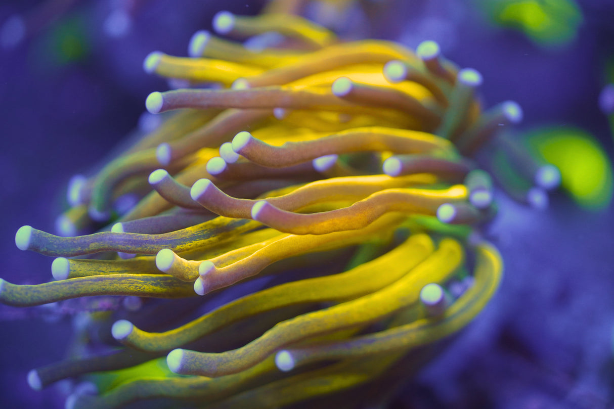 C&M Tiger Torch Coral Single Head