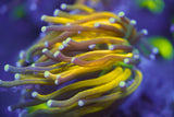 C&M Tiger Torch Coral Single Head