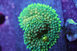 Corals & More Monthly Mystery Box