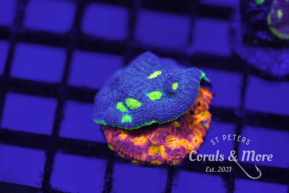 C&M WYSIWYG Hybrid Jelly Bean Chalice Coral