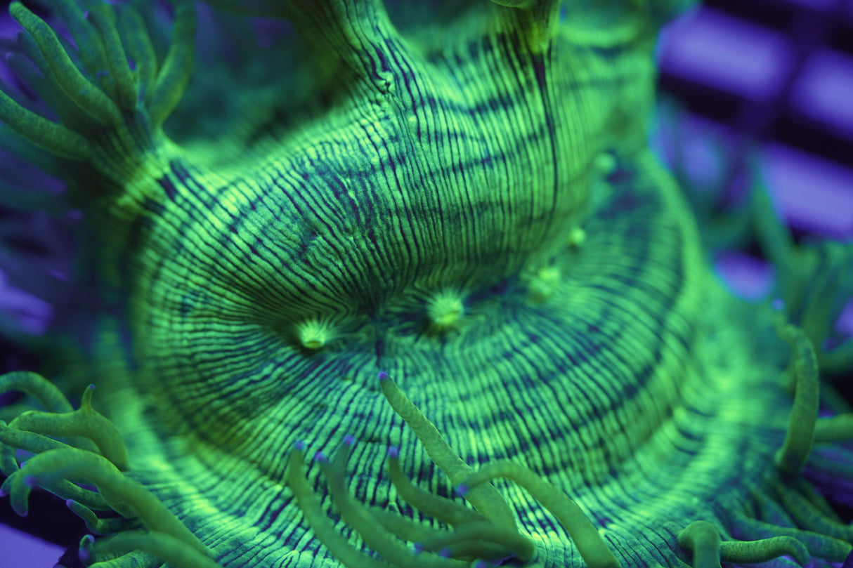 C&M Blue Tip Cone Elegance Coral