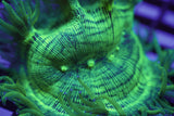 C&M Blue Tip Cone Elegance Coral