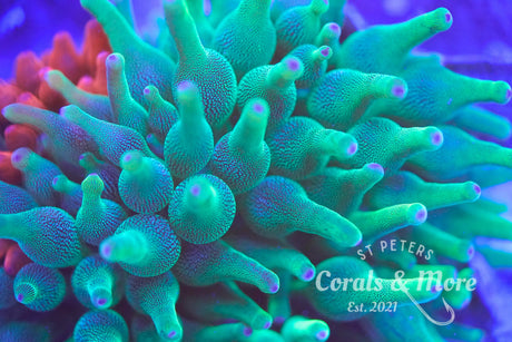 C&M Nexus Green Hybrid Anemone