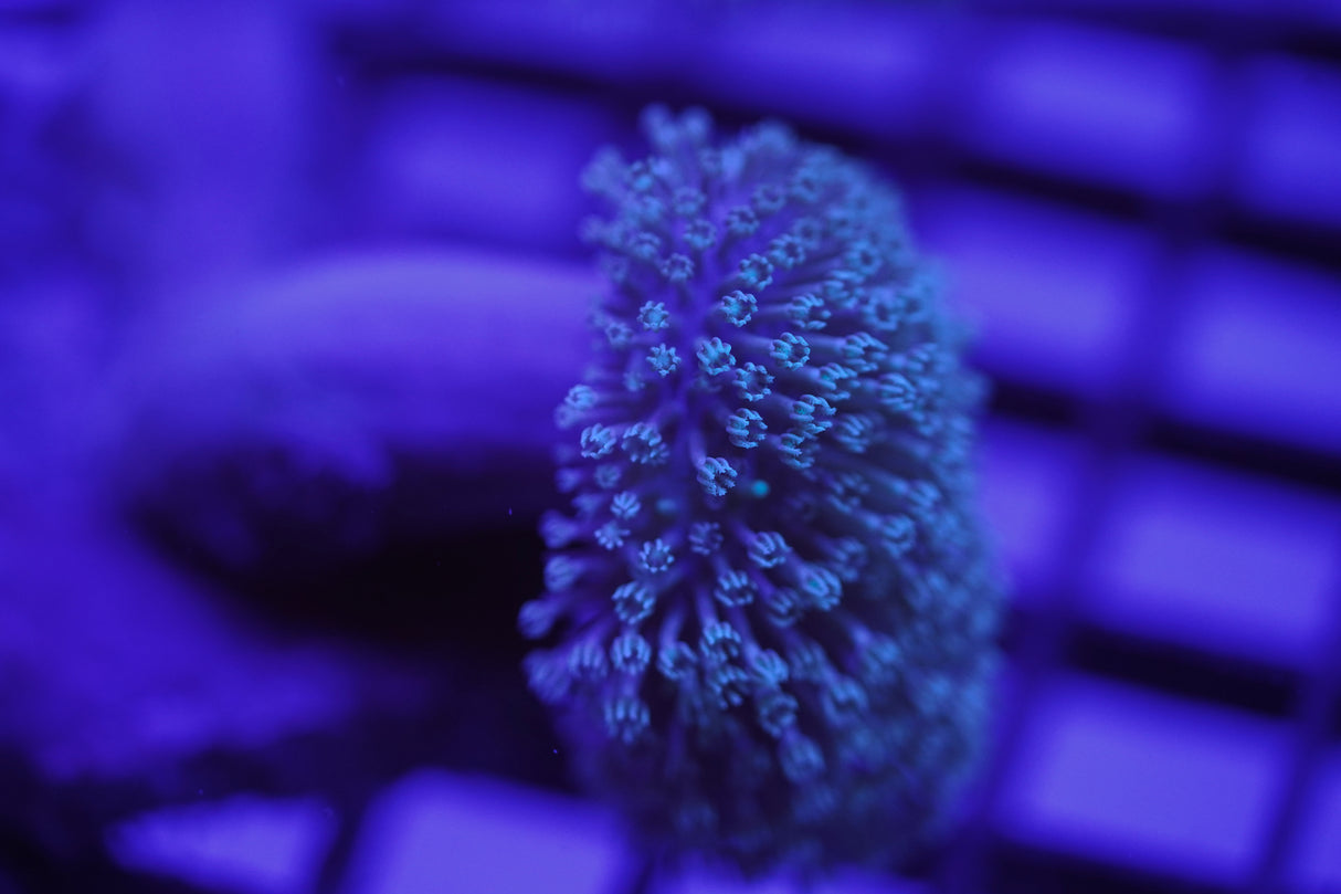 C&M Weeping Willow Leather Coral