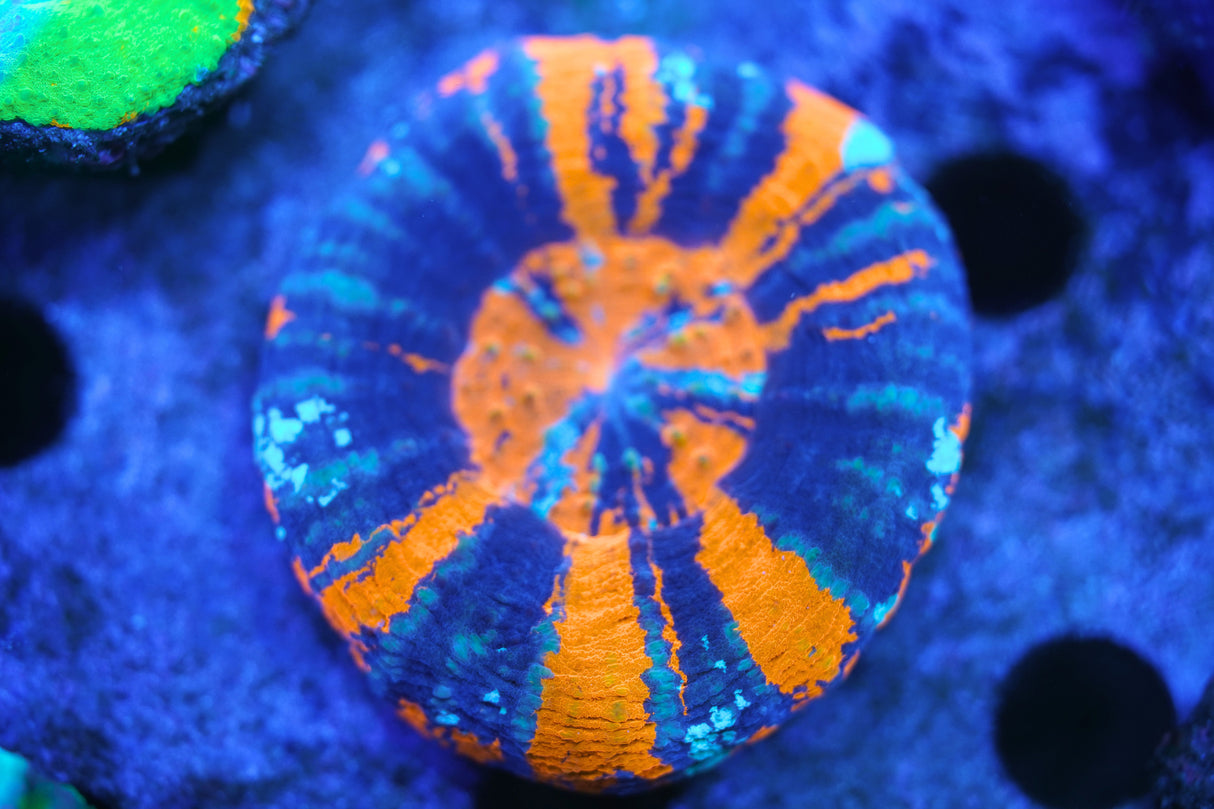 Premium Scoly Coral