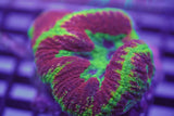 Corals & More Monthly Mystery Box