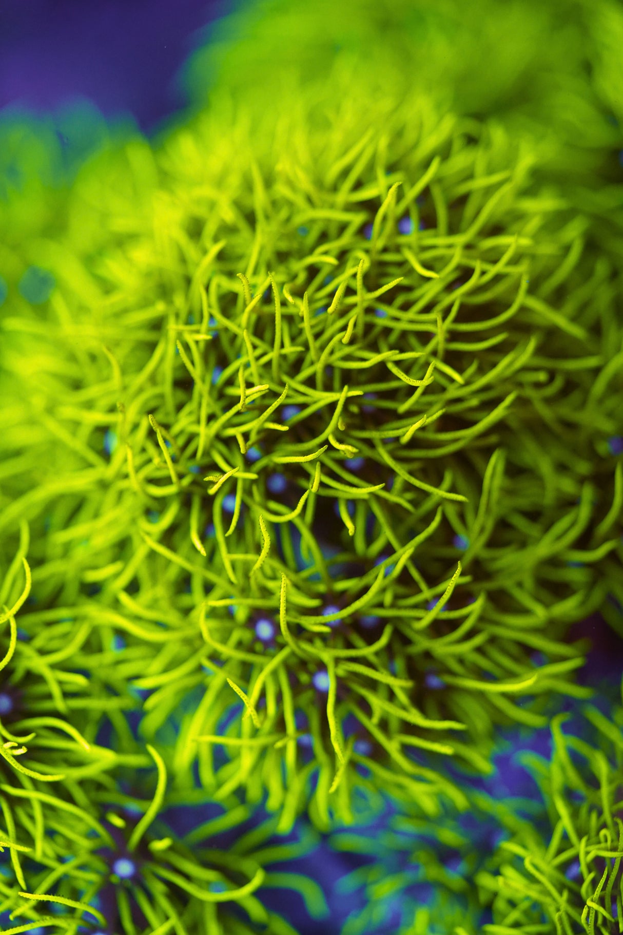 Green Star Polyp Frag 2-3 Inches
