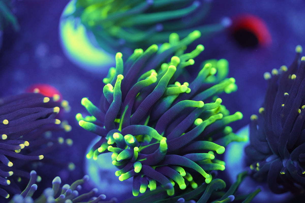 C&M Green Glow Light Torch Coral