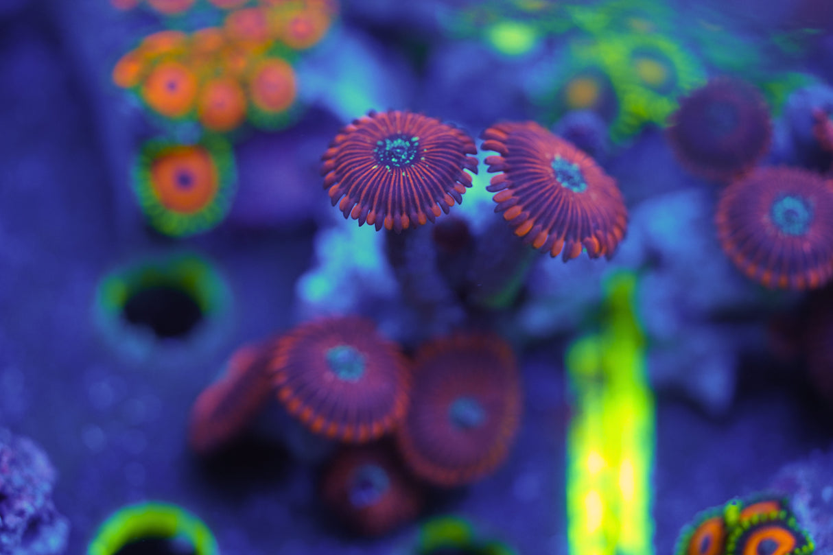 Corals & More Monthly Mystery Box
