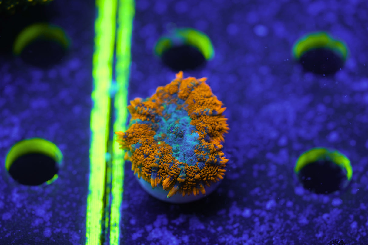 Red Rimmed Yuma Mushroom Coral