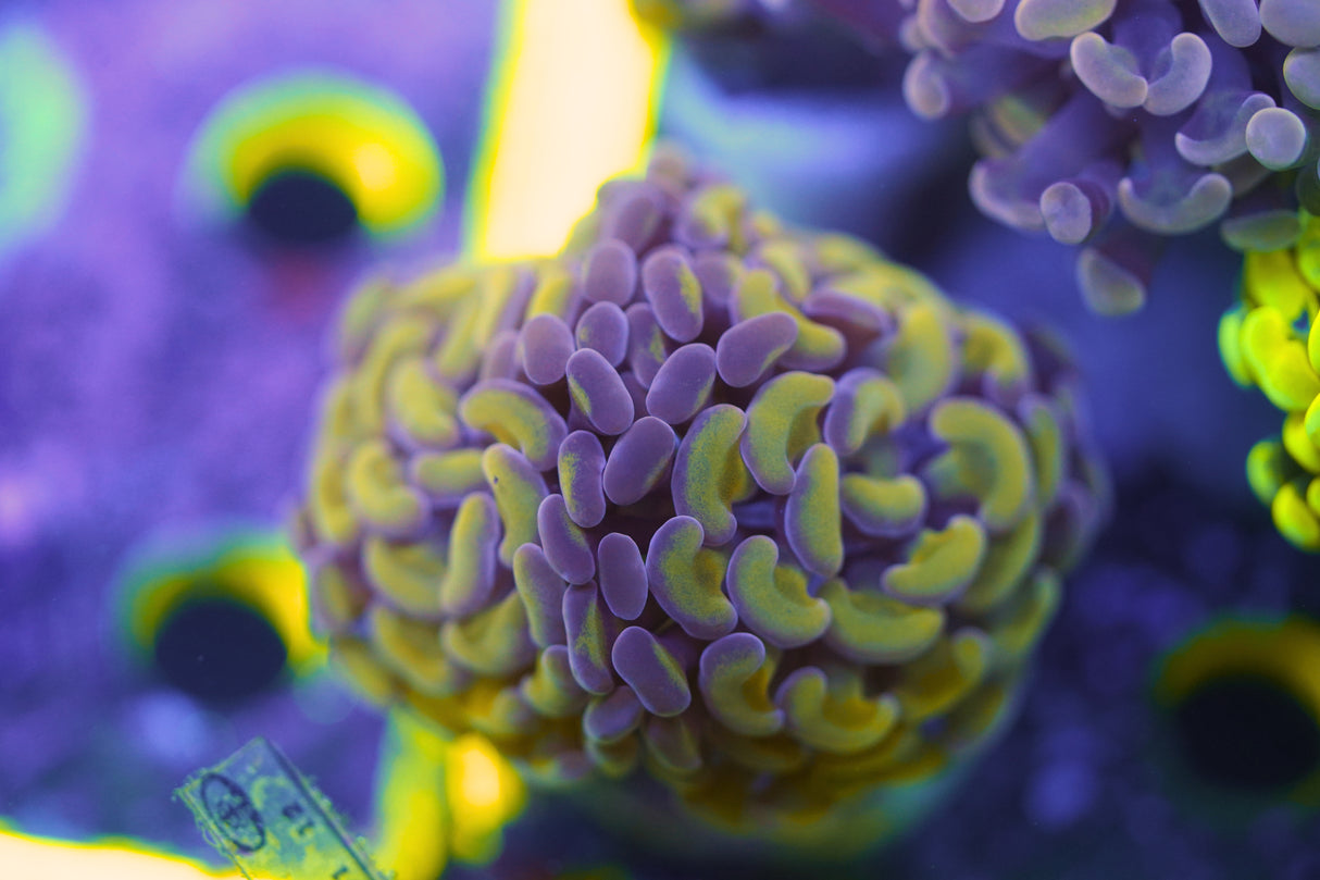 C&M Hybrid Halo Hammer Coral