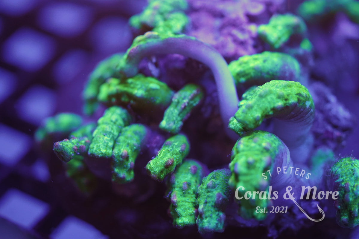 C&M WYSIWYG Rare Snake Polyp Coral Colony