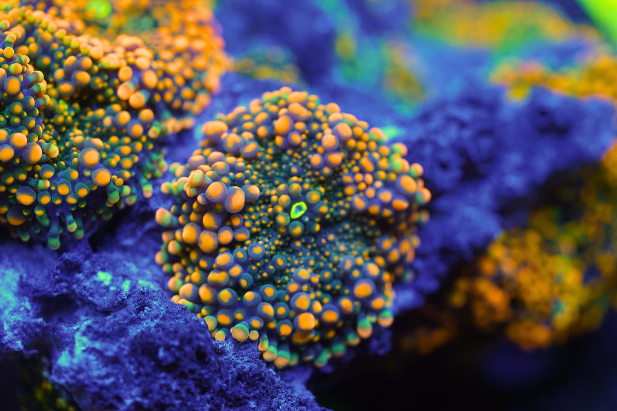 Orange Ricorda Mushroom Coral Single Head