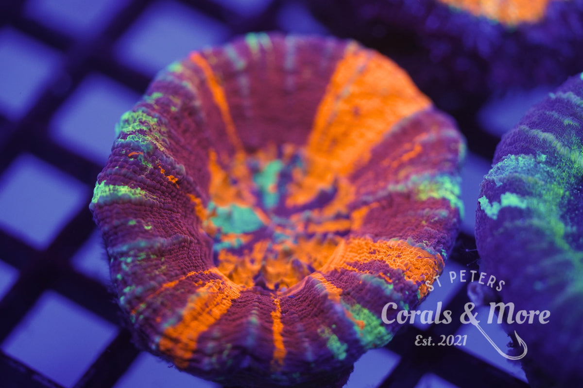 C&M WSYIWYG Tri Color Scoly Coral